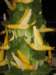 carnival200_small.jpg