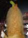 carnival213_small.jpg