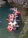 carnival259_small.jpg