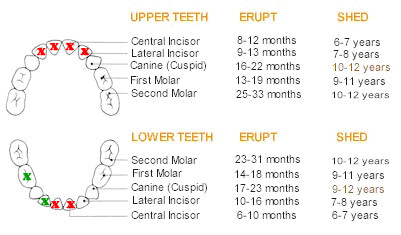 2013-06-28katie-teething- chart