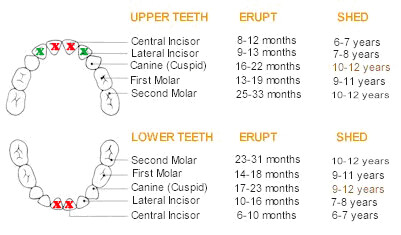 katie-teething_chart1