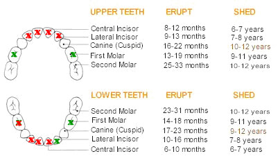 2013-07-21katie-teething_chart