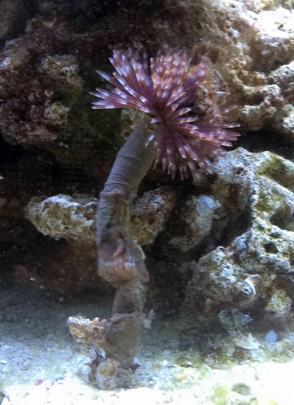 2015-01-09 fish 09