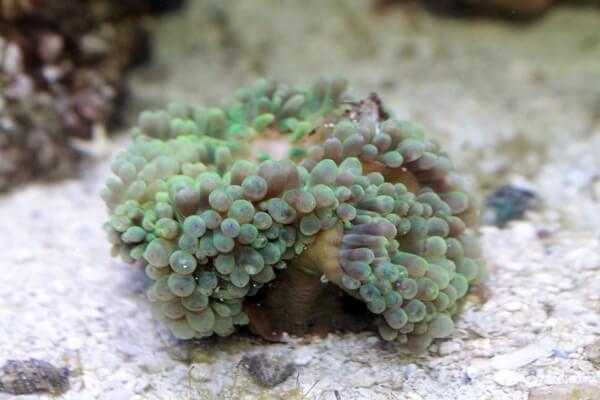 2015-01-09 fish 16