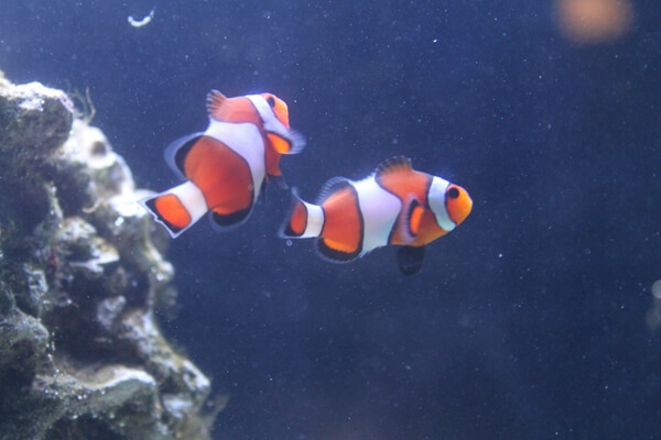 2015-01-09 fish 19