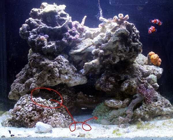 2015-01-09 fish 21 anemone journey