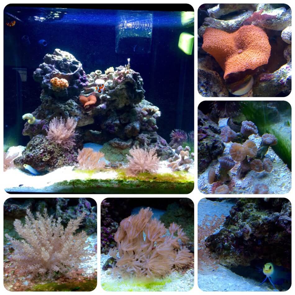 (tank stock)